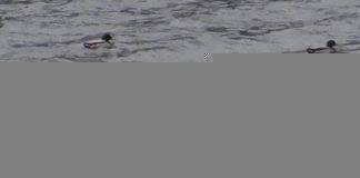 Μεσοχειμωνιάτικες καταγραφές υδρόβιων ειδών ορνιθοπανίδας στο Εθνικό Πάρκο Οροσειράς Ροδόπης