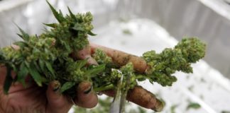 28χρονος καλλιεργούσε κάνναβη στην Κομοτηνή – Διώκονταν με ένταλμα σύλληψης