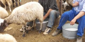 S.O.S. από κτηνοτρόφους της Ξάνθης – Καταγγελία στην «Θ»: 450 τόνοι φρέσκου γάλακτος θα πάνε στα… σκουπίδια!