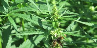 Αποκλειστικό: Επενδύσεις για φαρμακευτική κάνναβη στην Ξάνθη, ετοιμάζει και η «Kingsley Capital»