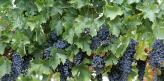 «Υποβολή αιτήσεων για τη χορήγηση αδειών φύτευσης οινοποιήσιμων ποικιλιών αμπέλου για το έτος 2018.»