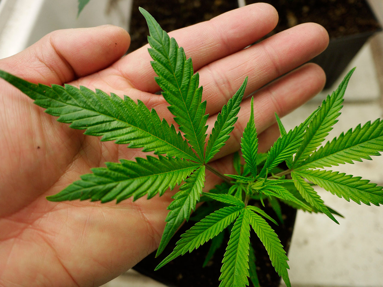 Image: File photo of a medical marijuana starter plant