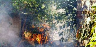 Φωτιά και στο φυτώριο του Δήμου Ξάνθης!