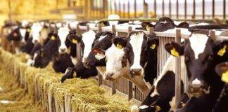 “Οι Τούρκοι άργησαν πάλι να μας ενημερώσουν” λέει ο προϊστάμενος της Κτηνιατρικής ΑΜΘ Αχιλλέας Σαχπατζίδης