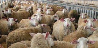 Η πανώλις αιγοπροβάτων «πέρασε» από την Τουρκία στην Βουλγαρία