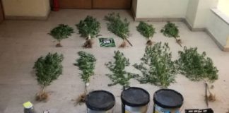 Συνελήφθη 60χρονος κατηγορούμενος για καλλιέργεια και κατοχή ναρκωτικών