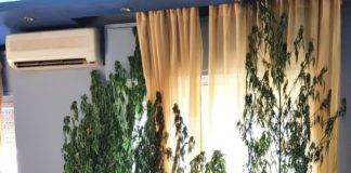 Συνελήφθησαν 2 άτομα που καλλιεργούσαν δενδρύλλια κάνναβης