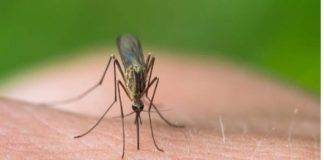 Μία νεκρή από τον ιό του Δυτικού Νείλου στη Ροδόπη