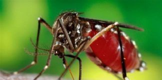 Συνεχίζονται εντατικά οι ψεκασμοί για τα κουνούπια