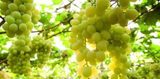 Οδηγίες συμπλήρωσης Δηλώσεων Συγκομιδής Αμπελουργικών προϊόντων από την ΠΑΜΘ