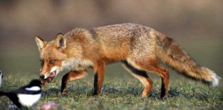 Ξεκινούν οι ρίψεις εμβολιακών δολωμάτων για τη λύσσα των κόκκινων αλεπούδων