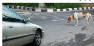 Χτύπησες σκύλο; Ιδού τι πρέπει να κάνεις