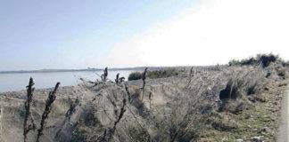 Η επιστημονική εξήγηση για το πέπλο αράχνης στο Πόρτο Λάγος