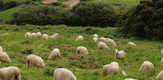 Οι προτάσεις των Κτηνοτροφικών Συλλόγων ΑΜ-Θ στη διαβούλευση του ΥΠΑΑΤ για τον επαναπροσδιορισμό των μειονεκτικών περιοχών