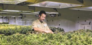 «Φούσκα» τελικά η εταιρεία που θα επένδυε για την κάνναβη στην Ξάνθη