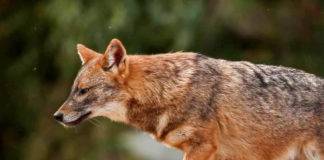 Γέμισαν τσακάλια οι παράκτιες περιοχές της Ξάνθης – «Θερίζουν» τις καλλιέργειες τα αγριογούρουνα