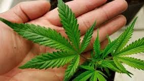 Θράκη: Ενδιαφέρον από Σαουδάραβες για τη φαρμακευτική κάνναβη