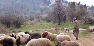 Ν. Δημόπουλος: «Φορολογία, ασφαλιστικό, κόστος παραγωγής και τιμές μας γονατίζουν»