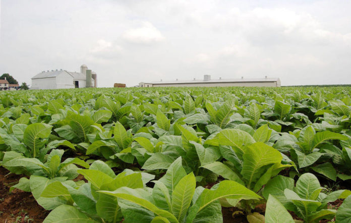 1200px-Field_of_Tobacco_in_Intercourse_Pennsylvania_2984px