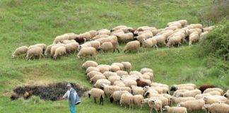 Το ΓΕΩΤΕΕ Αν. Μακεδονίας και Θράκης αντιδρούν: Να αρθεί η αδικία σε βάρος των κτηνοτρόφων μας