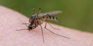 «Καμπανάκι» για κουνούπια και ιό του Δυτικού Νείλου