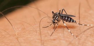 Επτά τα κρούσματα του ιού του Δυτικού Νείλου στην Ξάνθη – Η εβδομαδιαία έκθεση του ΕΟΔΥ