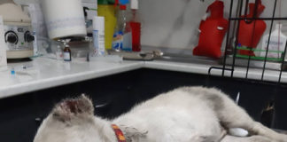 Φρίκη! Βασάνισε και ακρωτηρίασε σκυλίτσα με…κλαδευτήρι!