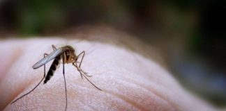 Ιός του Δυτικού Νείλου: 13 κρούσματα και έναν… θάνατο «δίνει» το ΚΕΕΛΠΝΟ – «Πλαστό» χαρακτηρίζει το νούμερο ο Αντιπεριφερειάρχης Ξάνθης