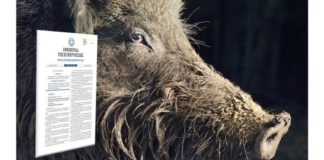 Συνεργείο για την δίωξη αγριογούρουνων συγκροτεί το Δασαρχείο Ξάνθης