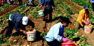 Δυσεύρετοι έως…ανύπαρκτοι οι εργάτες γης