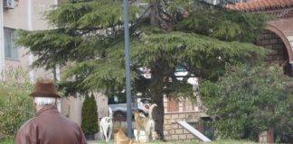 Αδέσποτα στην Ξάνθη: 11 επιθέσεις σε 1 μήνα, 7 σε 10 μέρες και 4 σε…1 μέρα