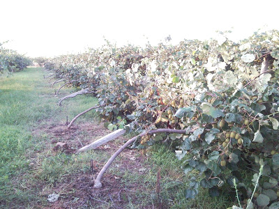 AERAS AKTINIDIA