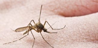 Ένα νέο κρούσμα ιού του Δυτικού Νείλου, στον Ν. Ξάνθης