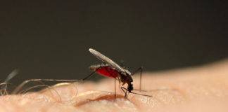 Πριν λίγο: Κλιμάκιο του ΕΟΔΥ στον Έβρο μετά από περιστατικό ελονοσίας στην Ορεστιάδα