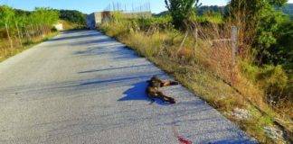 Και νέα κακοποίηση ζώου στον Κένταυρο Ξάνθης- Μηνυτήρια αναφορά από τους «Αδέσποτους Φίλους»