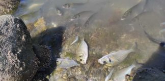 Νεκρά ψάρια στα χειμαδιά της Λίμνης Βιστωνίδας – Έλλειψη οξυγόνου στο νερό η πιθανή αιτία
