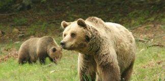 Ο Δασάρχης της Ξάνθης στην Thraki.com.gr για την εμφάνιση της αρκούδας