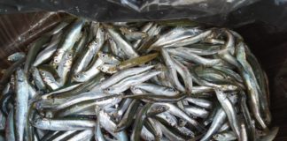 Μεγάλη η ψαριά, μεγάλη και η καρδιά του Αλιευτικού Συνεταιρισμού Βιστωνίδας – Δώρισαν 3 τόνους γαύρο