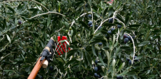 Ειδική μέριμνα για εποχικά εργαζόμενους στο μάζεμα της ελιάς