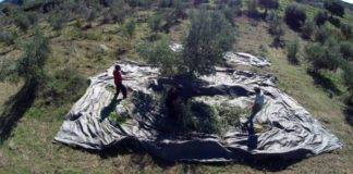 ΟΠΕΚΕΠΕ: Μία ανάσα από τις πληρωμές των επιδοτήσεων, ποιοι θα πάρουν όλη την ενιαία ενίσχυση