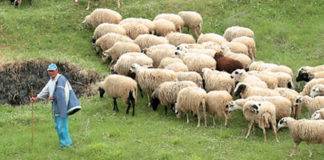 Αιχμηρή και συγχρόνως ενημερωτική επιστολή των κτηνοτρόφων ΑΜ-Θ στον νέο ΥΠΑΑΤ Σ. Λιβανό