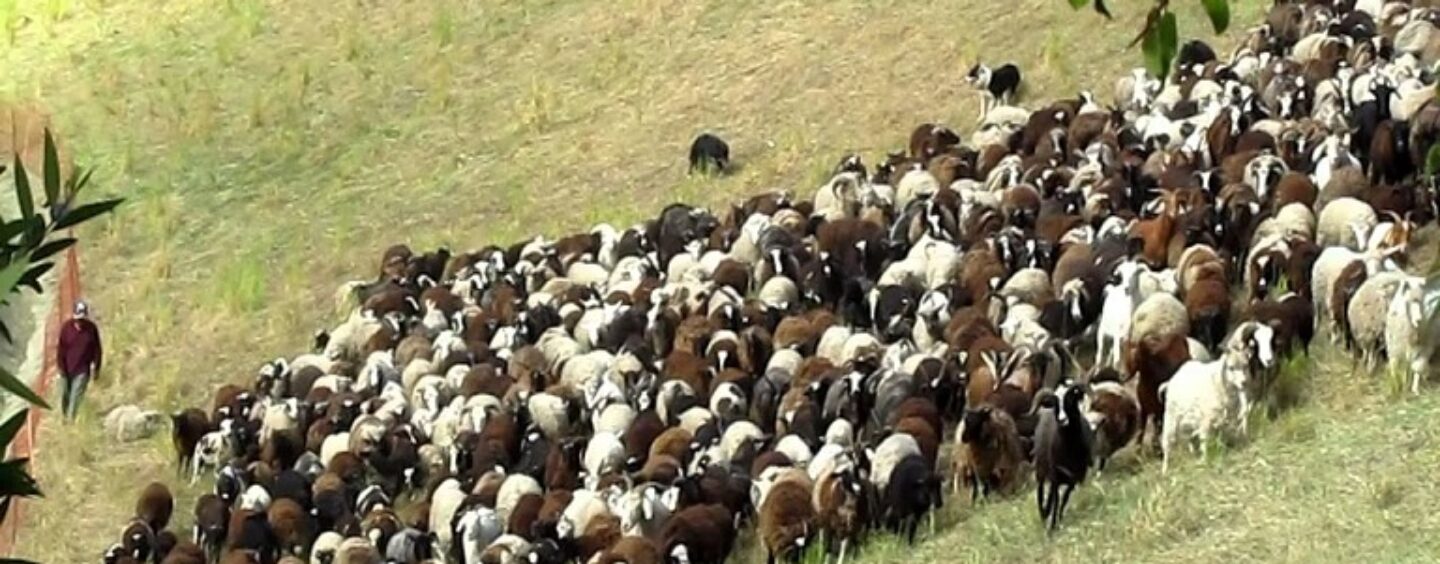 1599035785_0_goats-and-sheep-1440x564_c