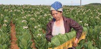 Η ΣΕΚΕ ΑΕ στα δύσκολα χρόνια του καπνού και της αγροτιάς