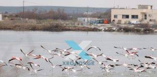 Μαγεύει ο «χορός» των φλαμίνγκο στη λίμνη Βιστωνίδα