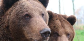 Αρκούδες σε αυλή σπιτιού στην Καστοριά (βίντεο)