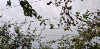 «Τσάκισε» δενδρώδεις και άλλες καλλιέργειες σε Θαλασσιά και Κοσμητή, το απογεματινό χαλάζι