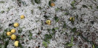 Πολλές οι ζημιές απο το χθεσινό χαλάζι στην Ξάνθη – Επιστολή απο την Αντιπεριφέρεια στον ΕΛΓΑ, για καταγραφή και αποζημιώσεις