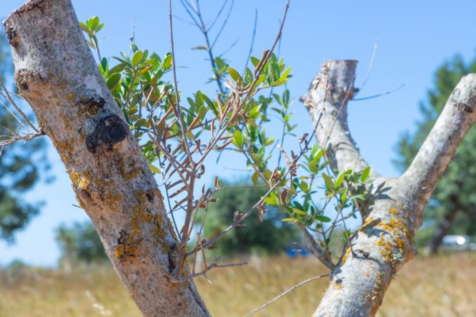 xylella-fastidiosa