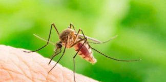 Ιός Δυτ. Νείλου:Κανένα κρούσμα, αλλά και κανένα «σημάδι» στην Π.Ε Ξάνθης