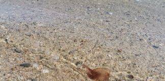 Επιδρομή τοξικών μεδουσών στις παραλίες της Χαλκιδικής